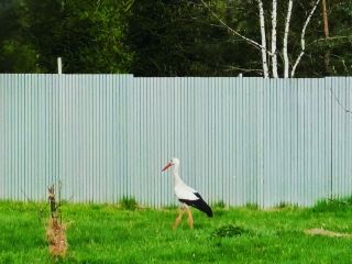 Продам дачу косметический ремонт с плодоносящим садом с коммуникациями фото Деревня Пречистое